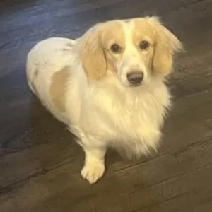 كلبة بيور مستوى عالي