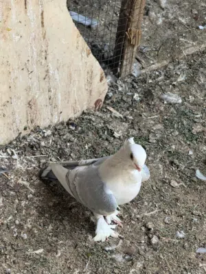 للبيع زوج الاج خط اول نقشة