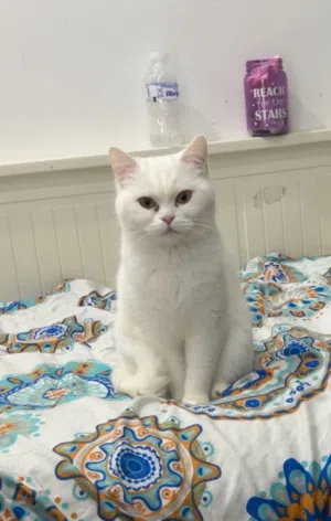 British short hair white cat female