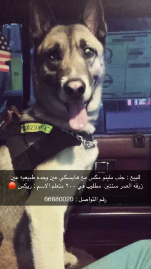 للبيع كلب مالينو