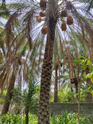 نخيل كبار للبيع