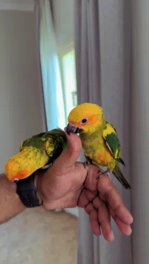 للبيع صن كنيور