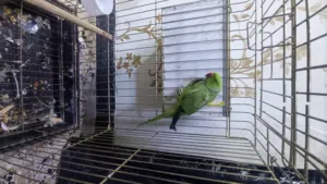 فحل دره وحشي للبيع