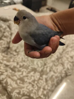 فرخ لافبرد ازرق