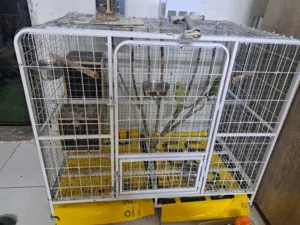 pair Indian ring neck with big cage and nest box