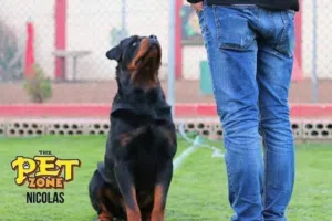 تدريب كلاب..... Treinig dog