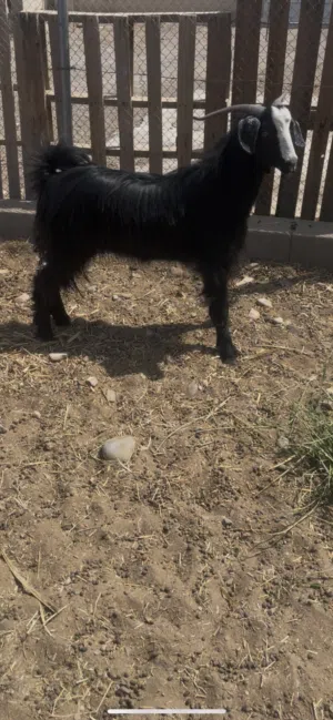 تيس محقوص وسمين