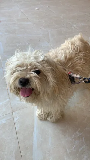 Shih Tzus3