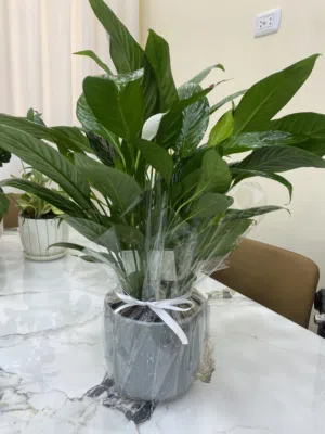 نباتات طبيعية منزلية