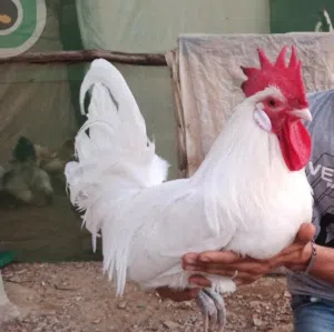 مطلوب ديك مزارع ابيض ( نفس اللي بالصوره )