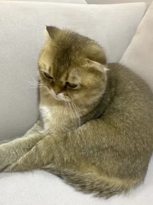 Scottish Fold cat