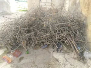 حطب وقرامي زيتون للبيع