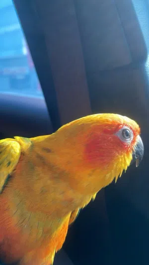 صن كنيور أليف جداً يلعب اجتماعي. ومعى جميع المرفقات القفص و الاكل