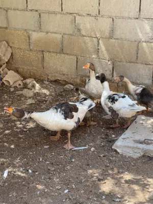 اوز بصحه جيده جدااا