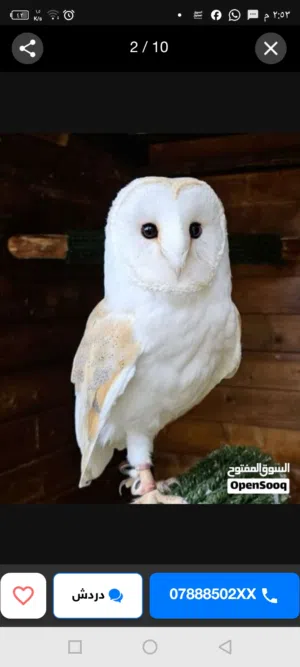 مطلوب اصبعيات سمك كارب أو اي نوع