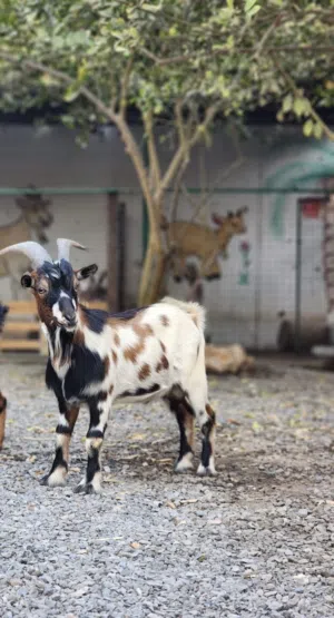 ماعز القزم البلجيكي