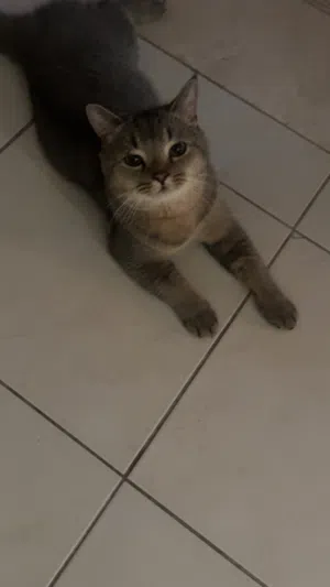 male cat for adoption
