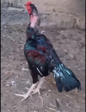 ديك باكستاني للبيع رقم التواصل في الوصف