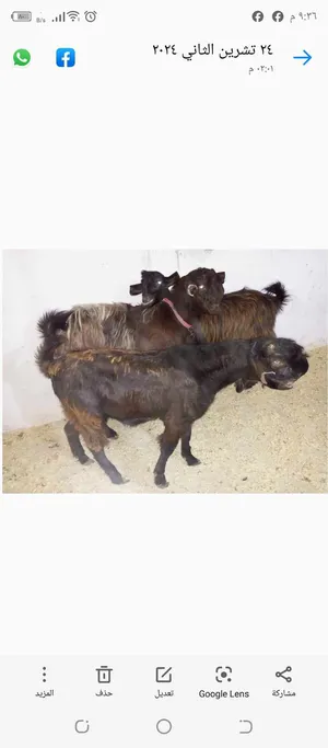 Goats4