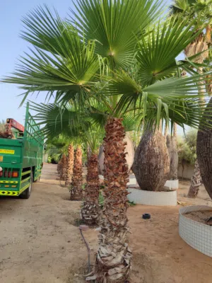 Washingtonia Spanish واشنطونيا