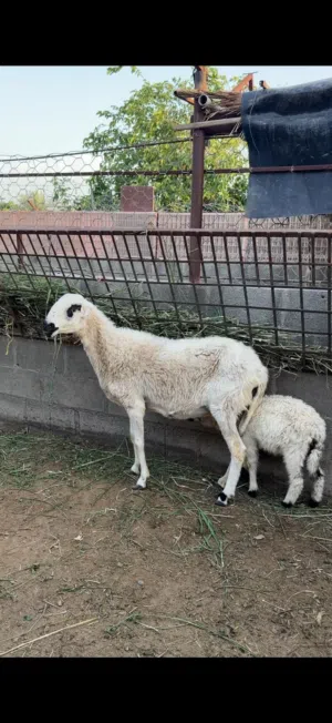 جعد تهجين اقراء الوصف