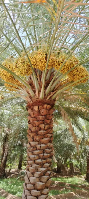 نخيل للطنا خلاص وفرض