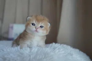 Golden chanchilla