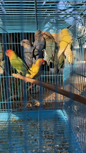 للبيع زوج روز مع 6 فروخ اقراء الوصف