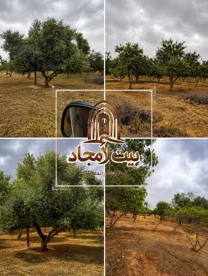 مزرعة في المقزحة للبيع 32 هكتار