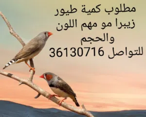 نشتري جميع انواع طيور
