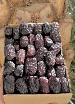 عجوة المدينة فاخرة بسعر خاص