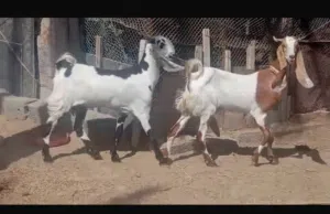ماعز باكستاني حلال طيب وصغير ف السن