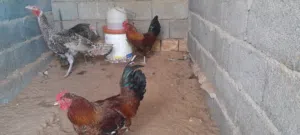 زوز فراريج عربي وديك رومي جمله