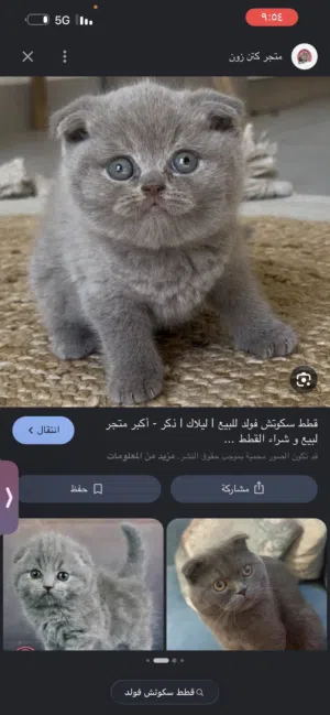 ابي قطاوه للتبني ذكر وأنثى نوع سكوتش فولد أعمارهم مابين 40يوم الى 3شهور