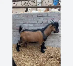 غنم قزم للبيع زوج عمر سنه ونص