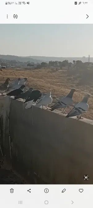 12 طير للبيع