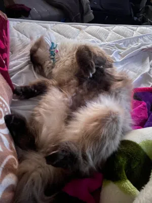 himalayan male 1 ans