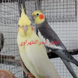 الطير الحر الظهراوي الظهراوي
