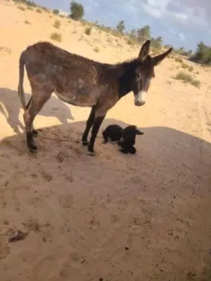 حمار للبيع المكان القربوالي