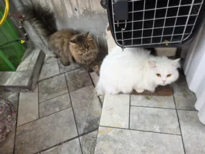 قط ذكر وقطه أنثى