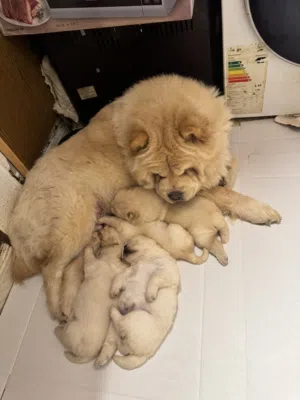 جراو تشاو شاو بيور 100% من اب وأم مستوردين