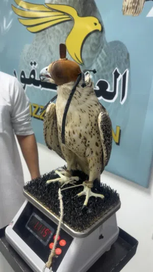 طير جير شاهين