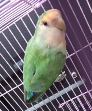 للبيع طائر لفبيرد