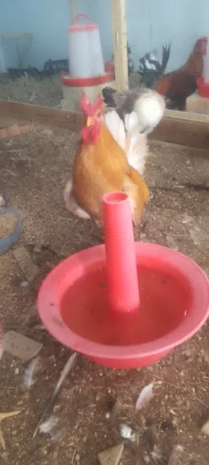 طبقة بيض كويتي افرگ