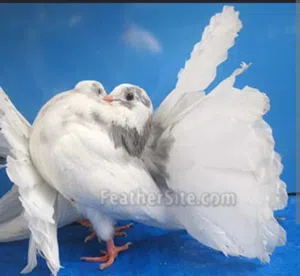 fancy pigeons