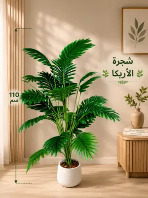 نبات الاريكا طبربور جديد