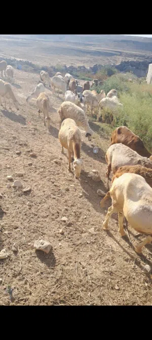 ضان حباصي عشار
