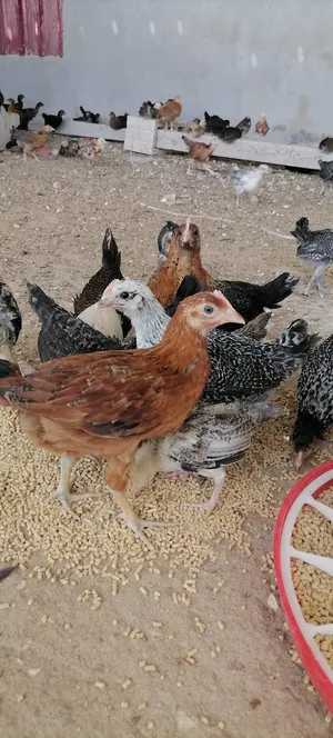 ‏دجاج‏0