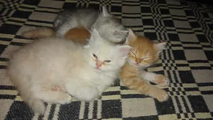 Des chatons mâles habitués à la litière âgée 2 mois les parents visibles
