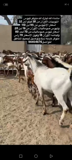 ماشاء الله تبارك الله متوفر تيوس اثيوبيات وصوماليات أحجام ضخمه